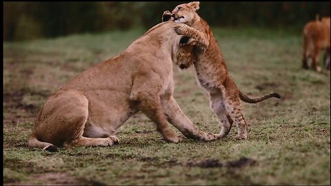 The Cute Cubs asked the mother Lion to play