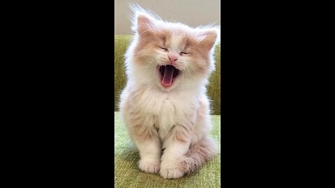 Cute and Funny Cat Videos Compilation #1