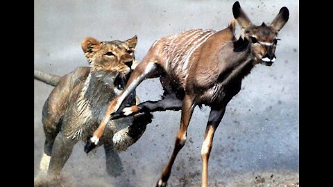 In a race between a Lion and a Deer| Why Deer Always Win| watch and Read Please