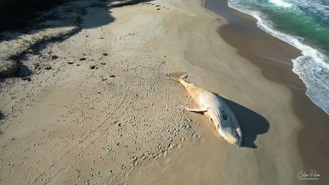 White Whale #3 25 July Mallacoota a week later by drone