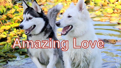 When Cute Siberian Husky Max Met White German Shepherd Ava