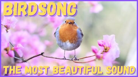 The most beautiful of sounds! Song of the birds! Relax, sleep, rest, meditate, pray!