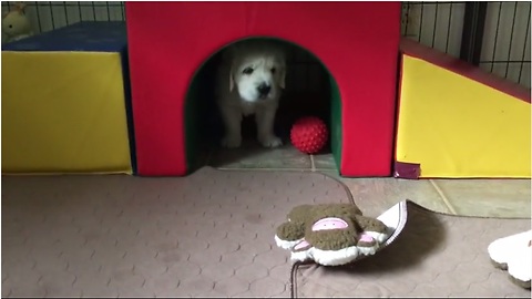 Funny Golden Retriever puppy thinks he's lost