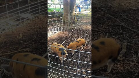 Piglet update! #pigs #kunekune #homestead #farmanimals #piglets #asmr #farmlife #foryou #relatable
