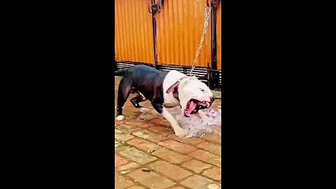 PITBULL DOG | FIGHTER DOG BREED | 🦁 |