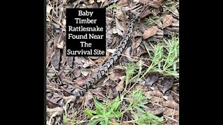 Canebrake Timber Rattlesnake found near the Survival Site