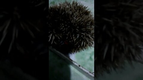 a little hedgehog that I rescued from a motorway