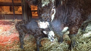 Baby Cow stands up for the first time!