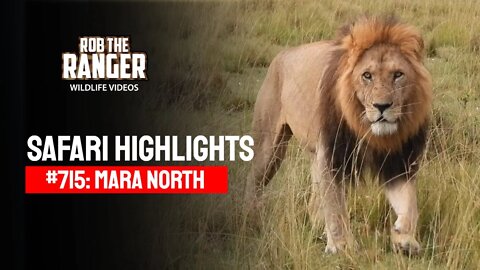 Safari Highlights #715: 31 August 2022 | Mara North/Zebra Plains | Latest Wildlife Sightings