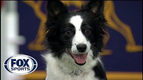 Watch 5 of the best WKC Dog Show moments to celebrate National Puppy Day