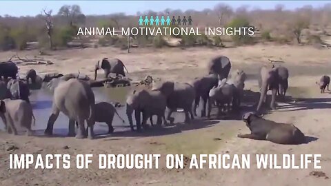 THE IMPACTS OF DEVASTATING DROUGHT ON AFRICAN WILDLIFE AND MARINE RESOURCES