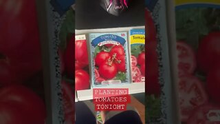 GodSpeed Garden: Tomato Time!