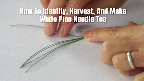 How To Identify, Harvest, And Make White Pine Needle Tea