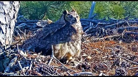 Preening and Showing Off Her Wing 🦉 3/2/22 15:46