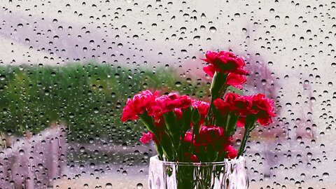 Study with Rain on Window Sounds