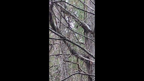 owl while hunting