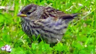 IECV NV #399 - 👀 Song Sparrow Out In The Back Yard🐤 6-20-2017