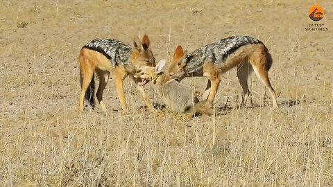 Jackals Rip Fox apart No mercy. This is the rule of the game in the Wild