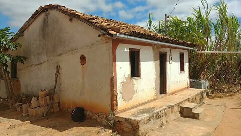 Tirando laranjas nos pés de Laranjeiras