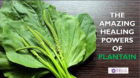 THE AMAZING HEALING POWERS OF PLANTAIN | True Pathfinder