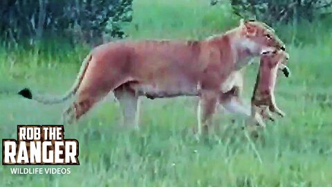 Lion Pride Lost A Cub ! Lions Of The Mara | Sad! | Zebra Plains