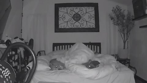Security Footage Captures Dog Rolling Off The Bed