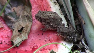 Toads Eating Flies on a Compost Pile - In Regular Speed and Slow Motion
