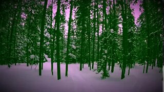 Tree’s - Big Sky Montana (2020)