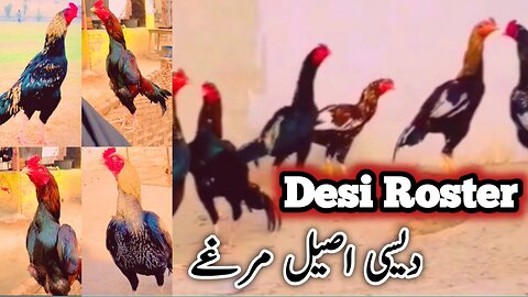 Aseel Desi Rooster | Chicken