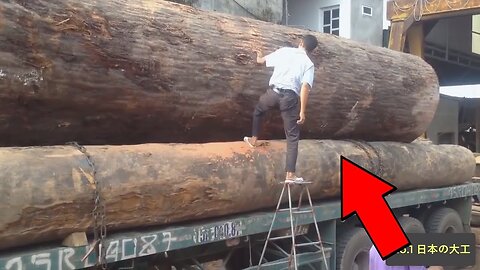 Amazing Skill ! Old Asian Man Cutting Giant Tree By Chainsaw