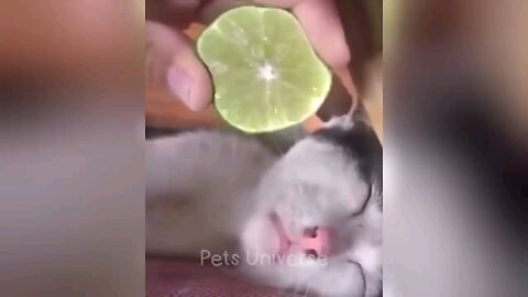 Funny Cat