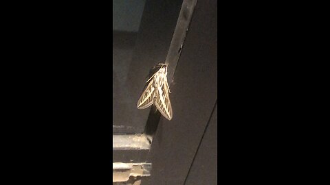 White-Lined Sphinx Moth Sighting (Hyles Lineata)