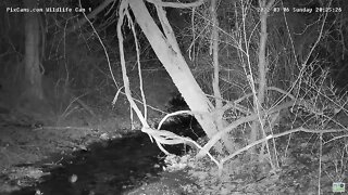 Eastern Screech Owl bathes in stream