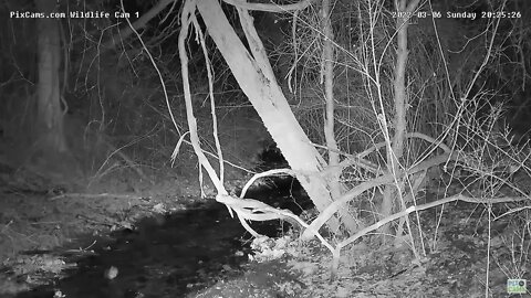 Eastern Screech Owl bathes in stream