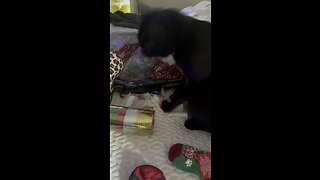 Kitty loves surprises