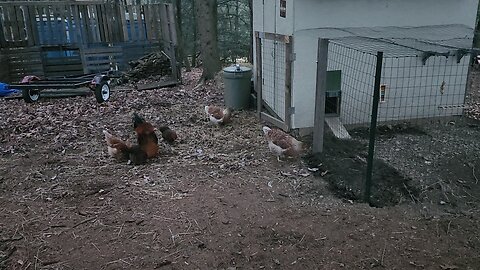 Chicken Gathering