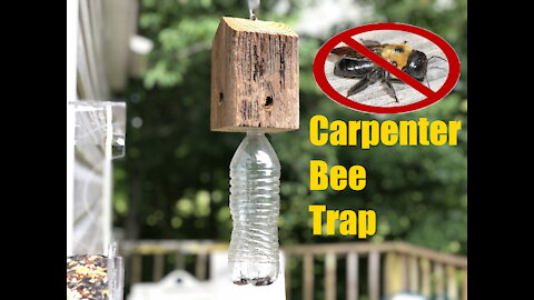 Best Quick Carpenter Bee Trap. E-Z to make!