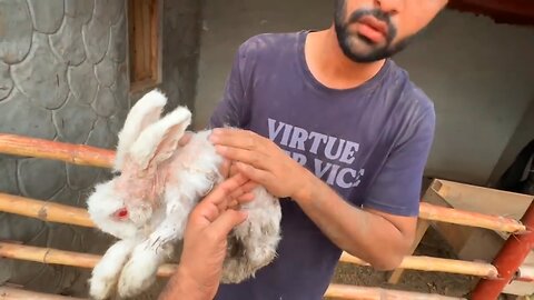 Lion Attacked On Our Rabbit😰Bht Dukh Hoa