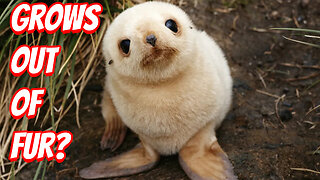 10 Cutest Baby Animals To See!