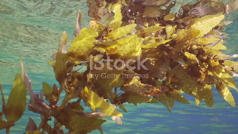 Sargassum Algae: The Sea Moss Challenge for Scientists