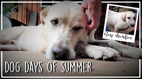 Labor Day Vlog//Continued Work on the Goat Barn/House Covering//New Pack Member//Meet Alice