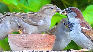 Sparrows Manage to Get One Bowl Just for Themselves. House Sparrow Chirping