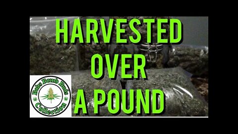 Harvest Over A Pound In A 5x5 Tent & With A Spider Farmer SF 4000