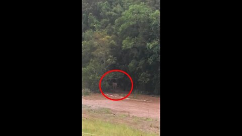 Brumby mares appear to trap themselves by a gate during a flood. They move to higher ground