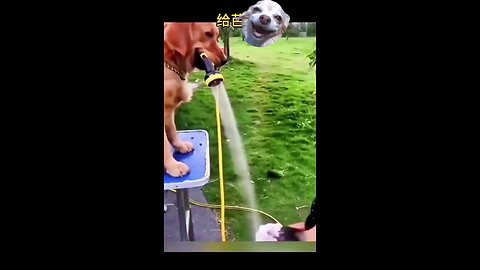 Funny dog moments