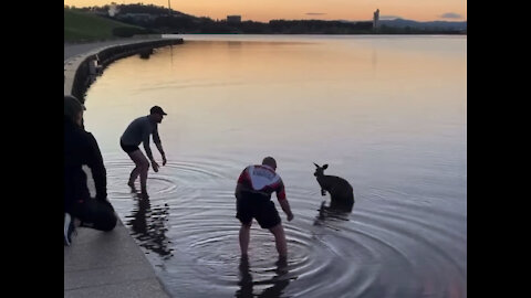 Kangaroo rescued from chilling water and then thanks the boys
