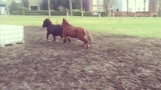 Pony youngsters wrestle and chase each other