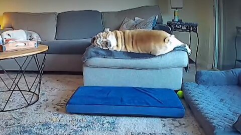 Bulldog Hilariously Falls Off The Couch