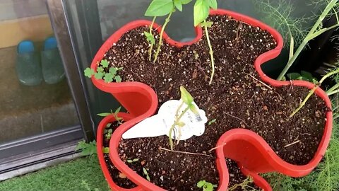 Round-Two for Tomatoes, Cucumbers, Zucchini & Green Beans