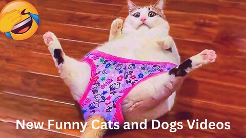 New Funny Cats and Dogs Videos